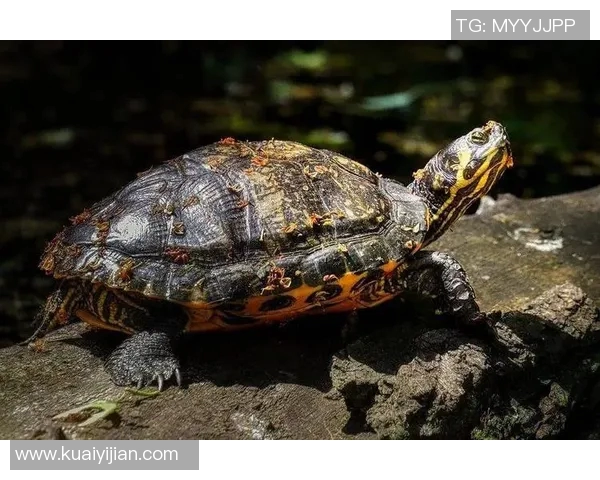 乌龟与足球明星的奇妙联结揭示了运动与自然的和谐之美 乌龟与足球明星的奇妙联结揭示了运动与自然的和谐之美